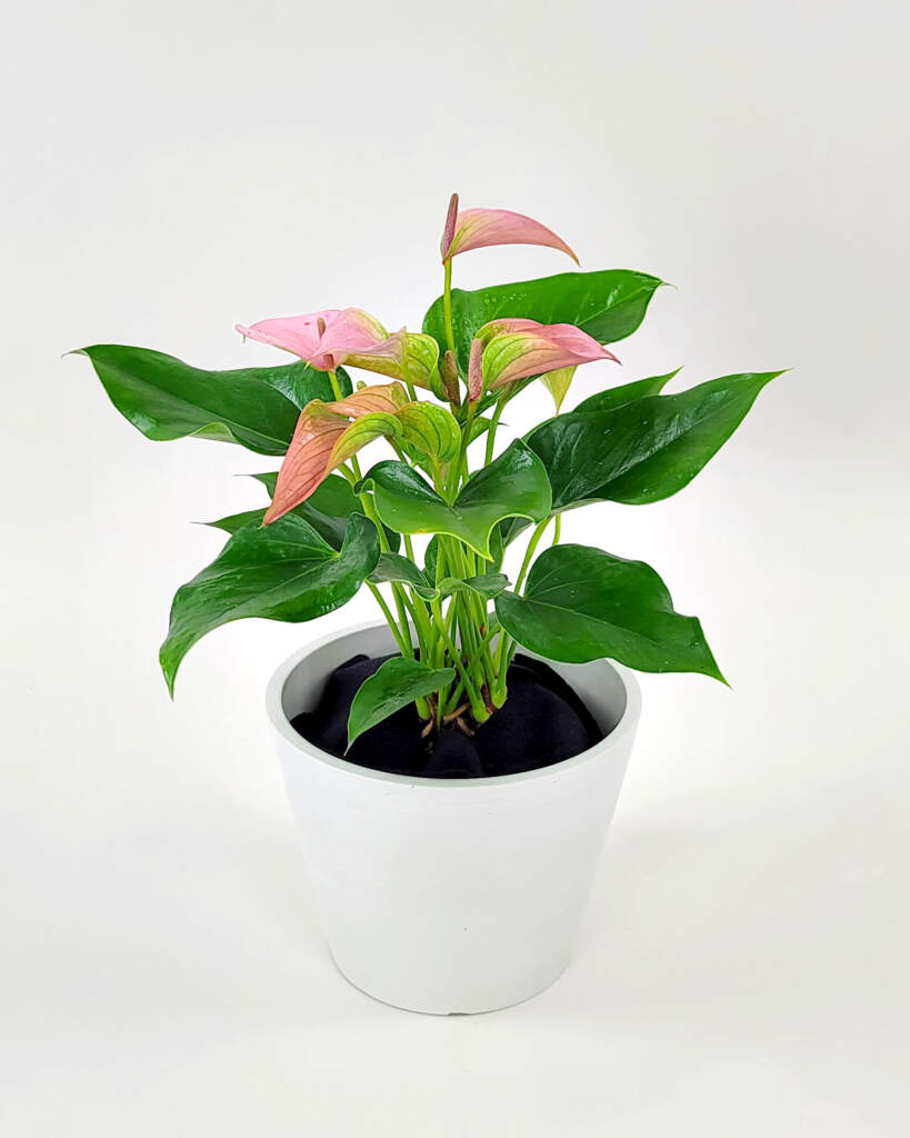 Pink Anthurium