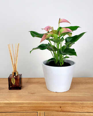 Anthurium Pink