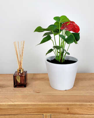 Anthurium Red