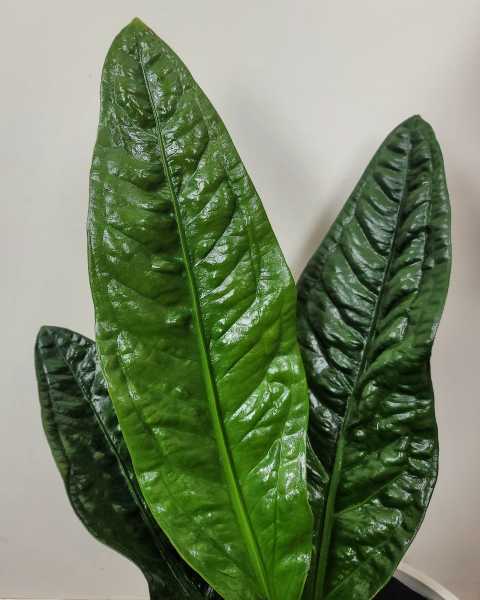 Foliage