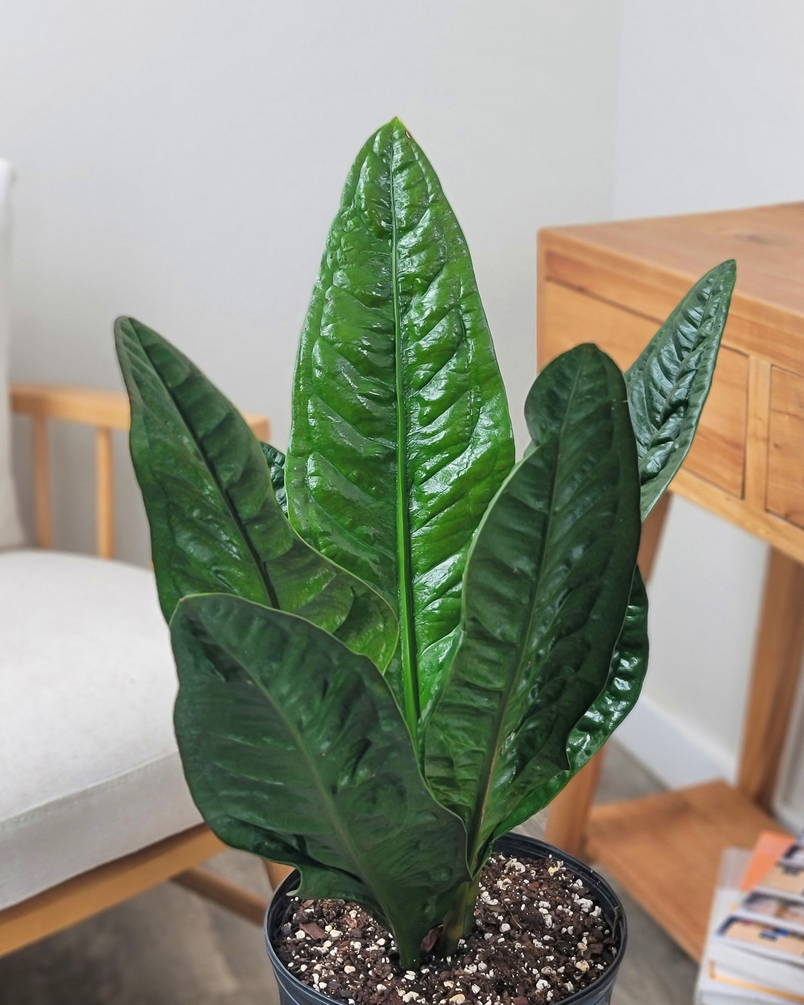 Anthurium-Superbum-Main.jpg