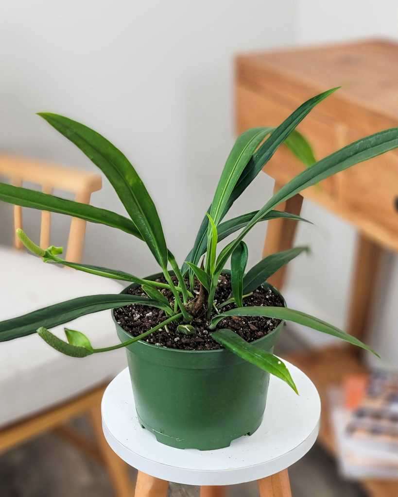 Anthurium vittarifolium