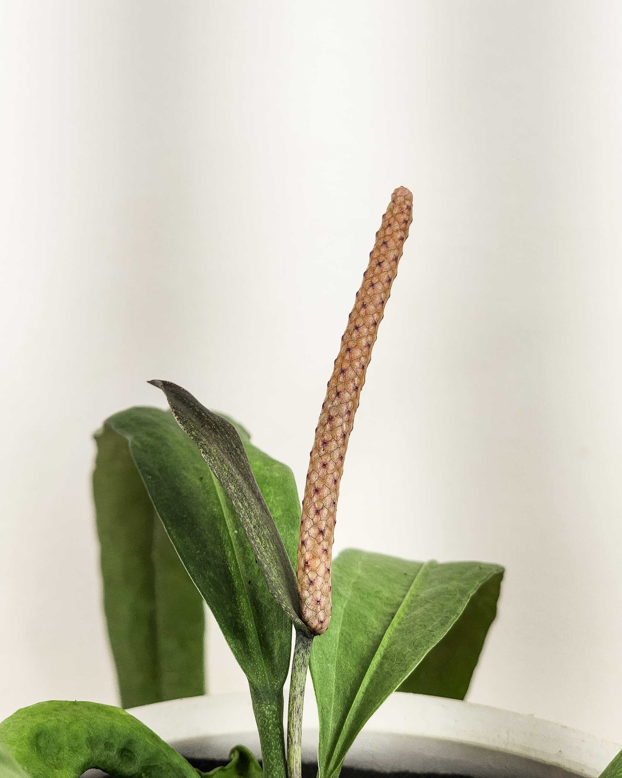 anthurium-vittarifolium-plantvine
