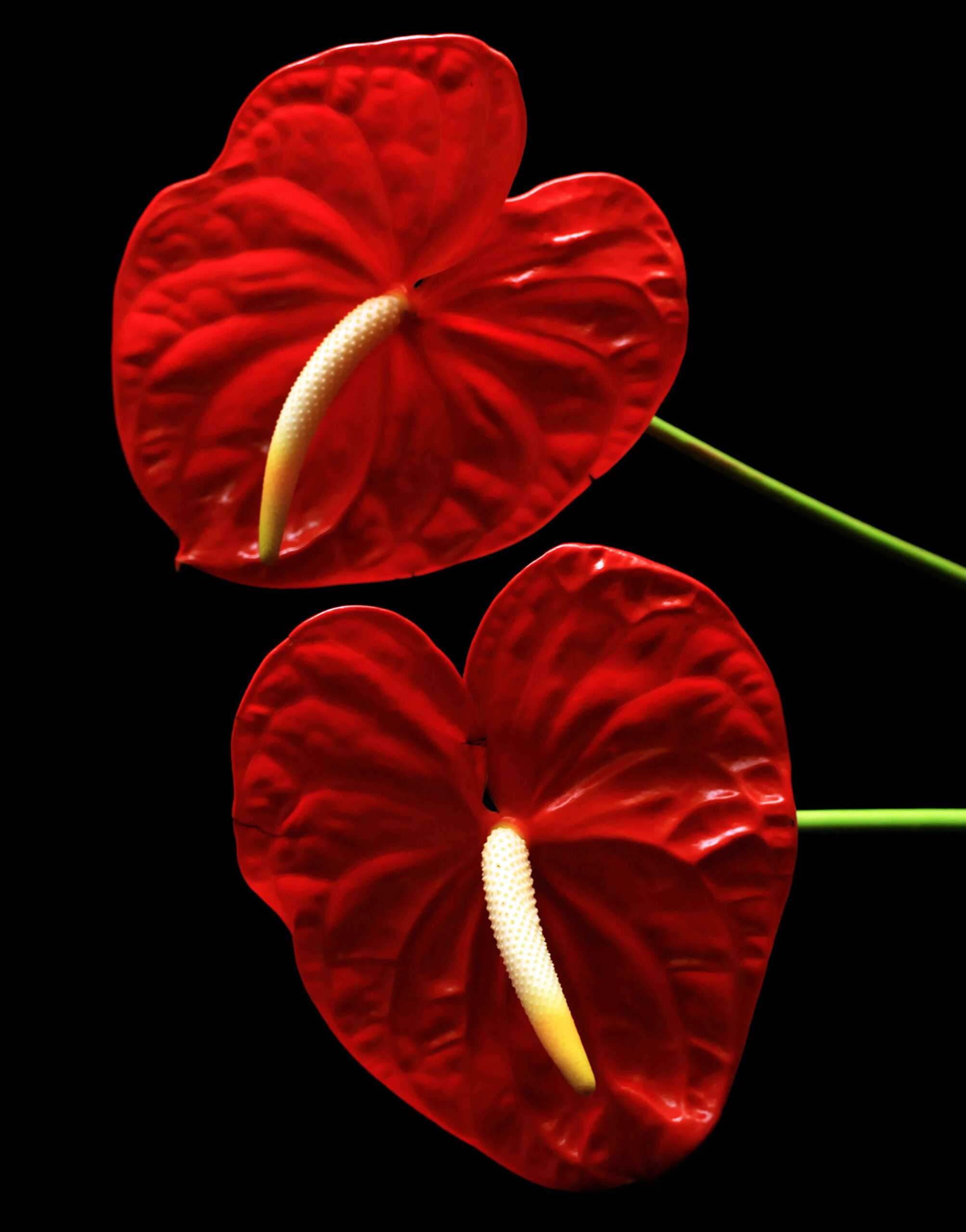 An Alternative to Roses: Plants that make Great Valentine’s Day Gifts ...