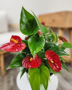 Anthuriums Red