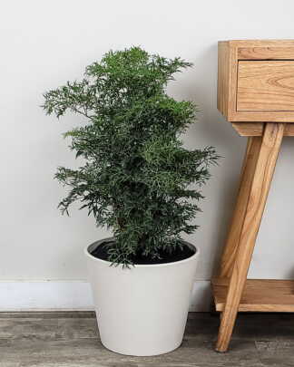 Ming Aralia