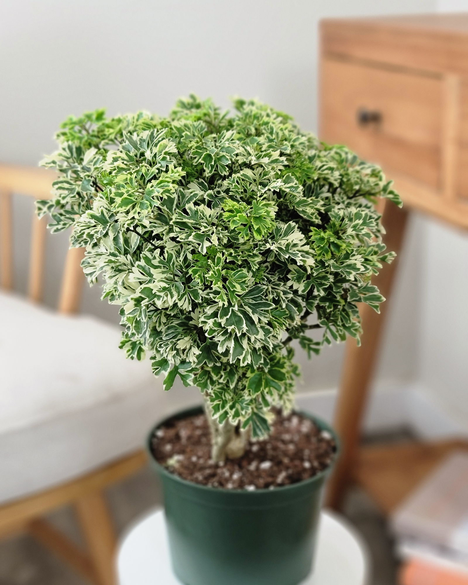 Variegated Aralia Ming | PlantVine
