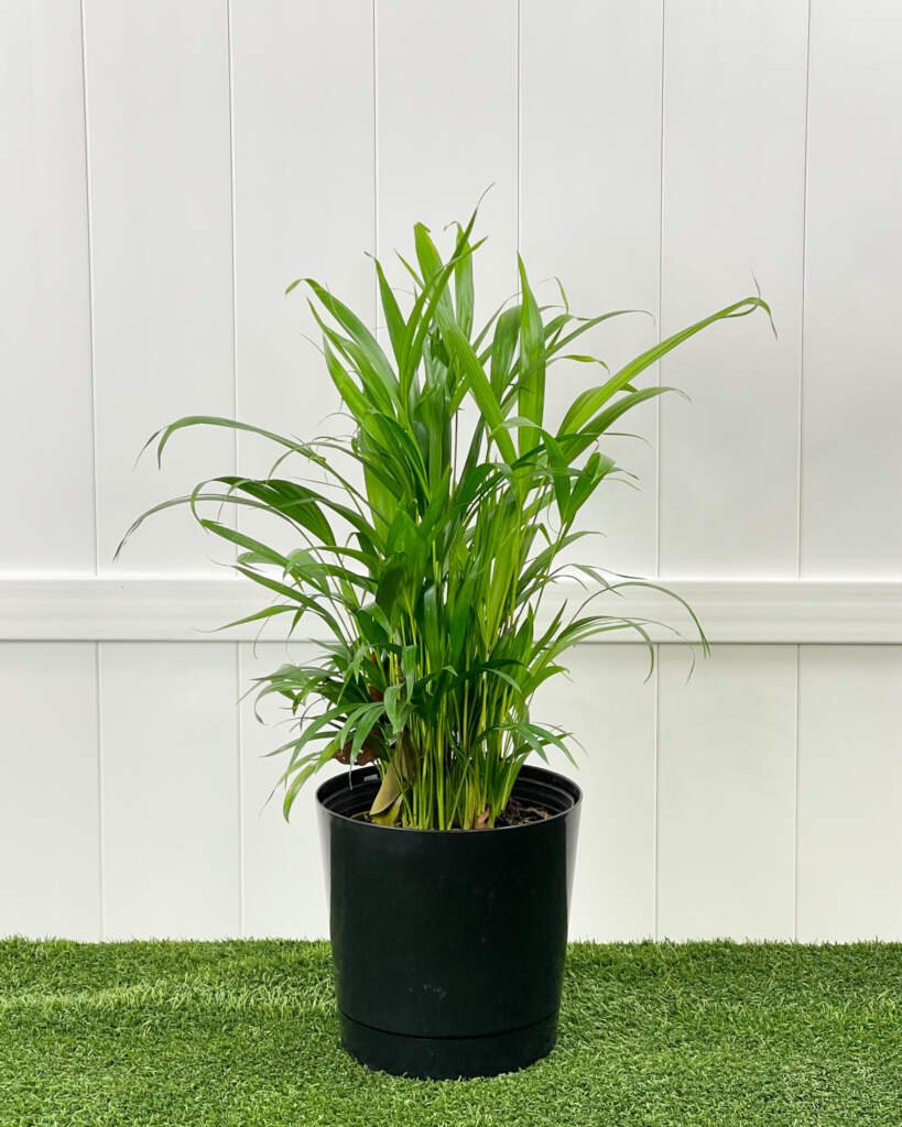 Areca Palm