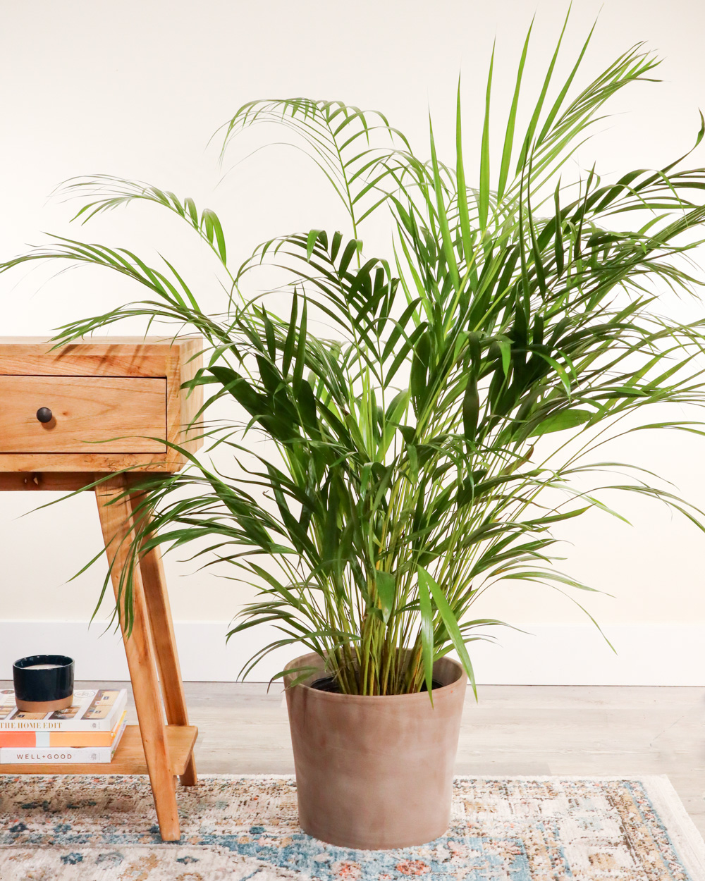Buy Dypsis Lutescens Areca Palm Free Shipping Over 100 Buy Dypsis Lutescens Areca Palm Free Shipping Over 100