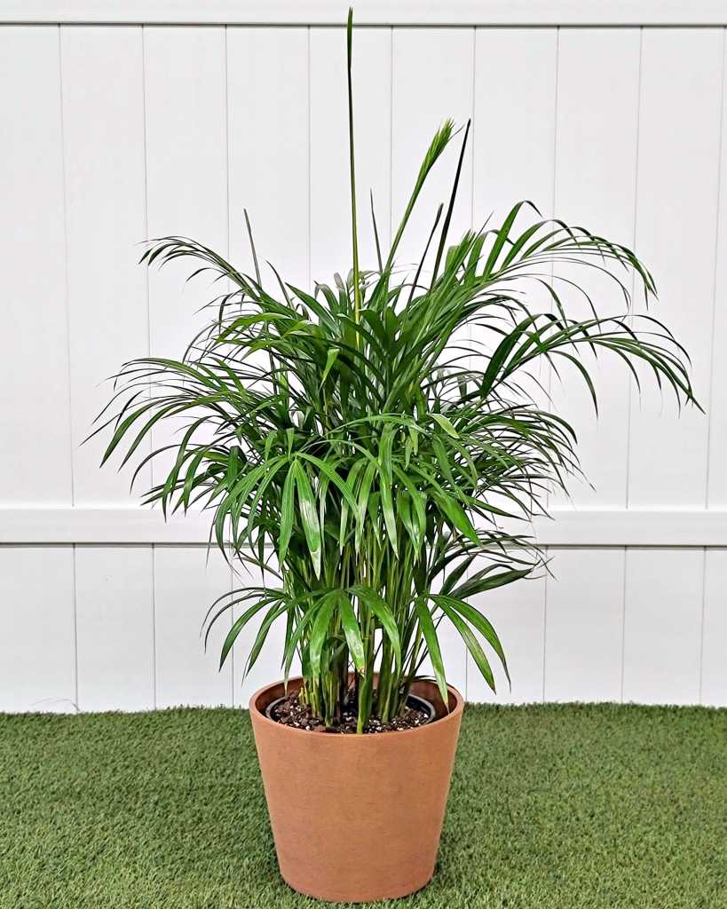 Areca Palm