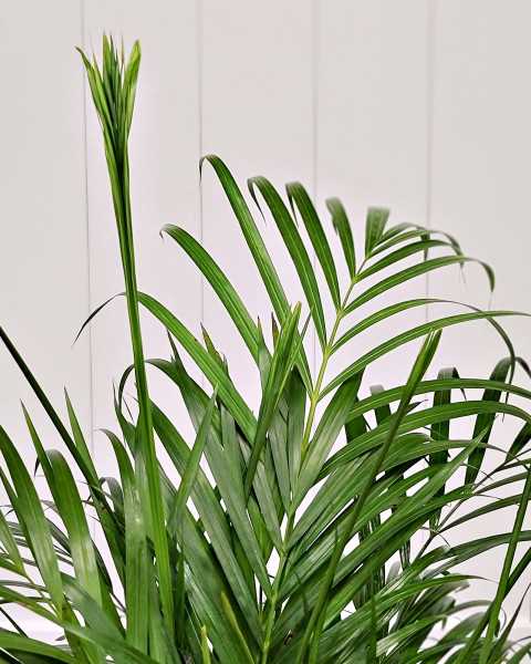 Foliage Foliage