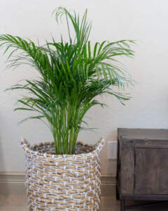 Areca Palm