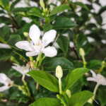 Asian Snow