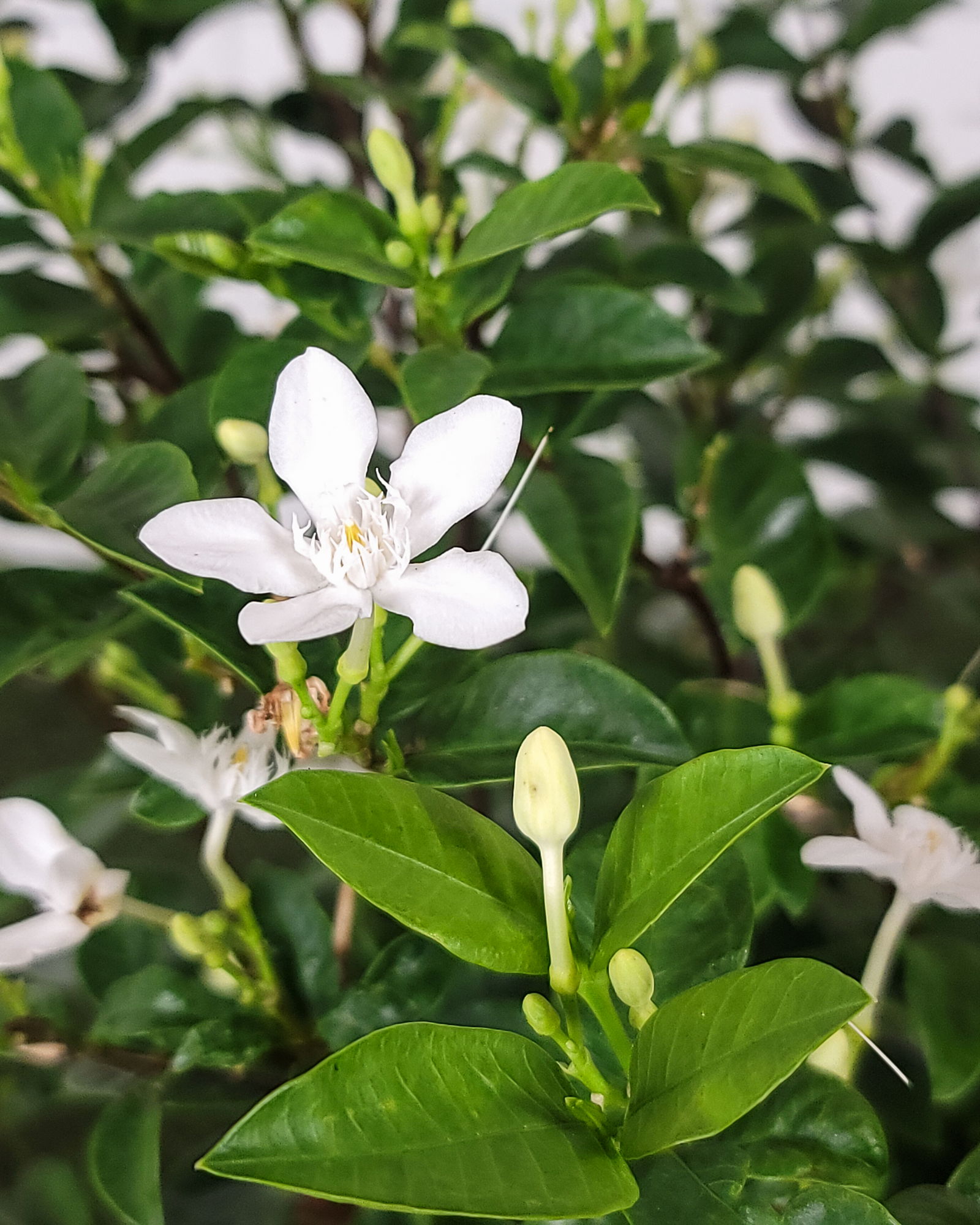 Asian Snow Jasmine Asian Snow Jasmine