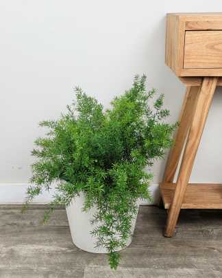 Asparagus densiflorus, Sprengeri Fern, Asparagus fern - Large, Bush