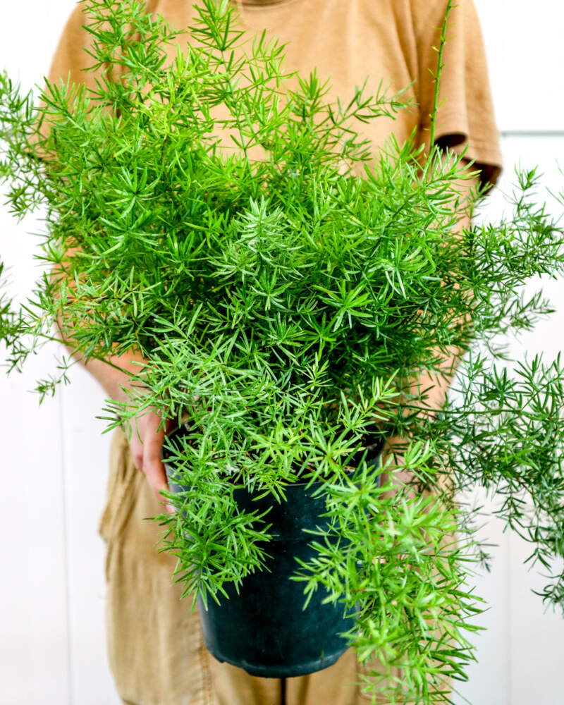 Asparagus fern, Asparagus densiflorus – Wisconsin Horticulture