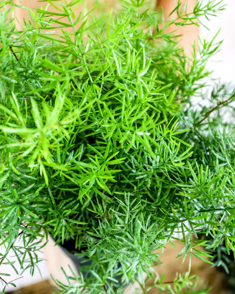 Buy Asparagus densiflorus, Sprengeri Fern, Asparagus fern Free