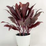 Cordyline 'Auntie Lou'