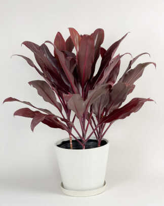 Cordyline 'Auntie Lou'