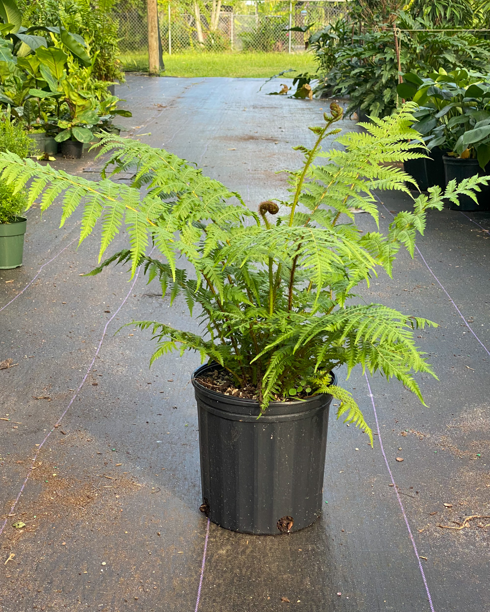  cyathea cooperi