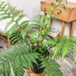 Austrialian Tree Fern