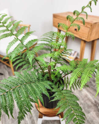 Austrialian Tree Fern