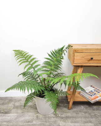 Austrialian Tree Fern