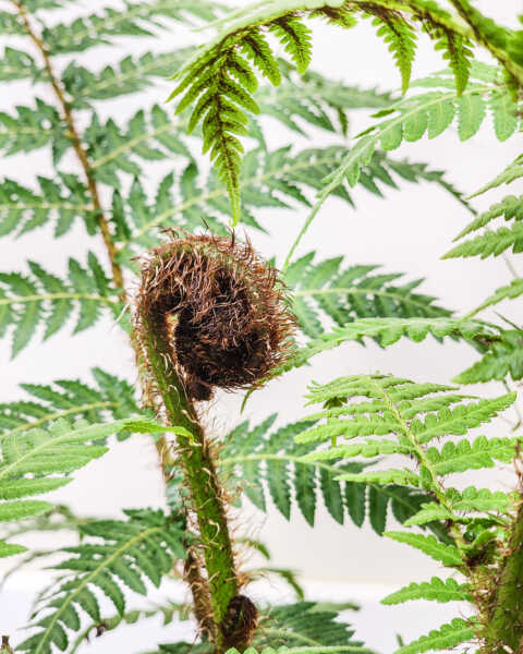Foliage Foliage
