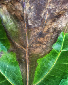 fungal infection