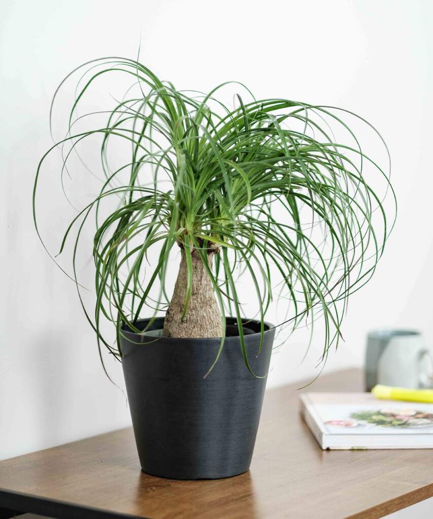 Ponytail Palm