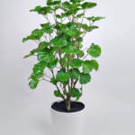 Balfour Aralia
