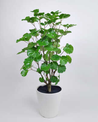 Balfour Aralia