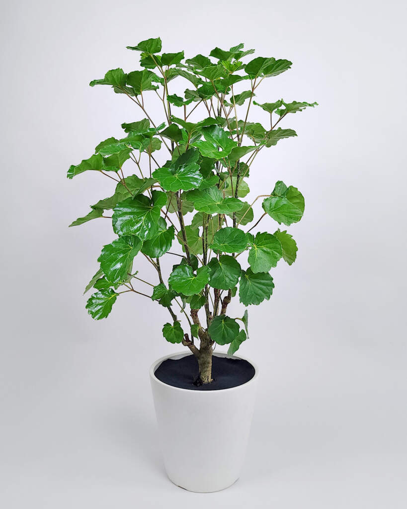 Aralia 'Balfour'