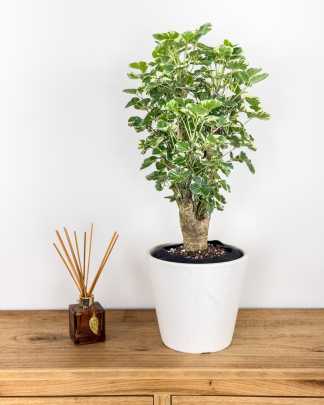 Medium, Bush