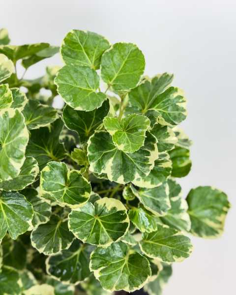 Foliage Variety Balfour Variegated