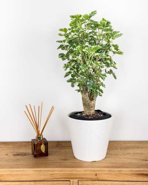 Medium, Bush