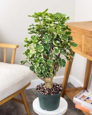 Variegated Aralia Balfour