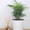 Bamboo Palm