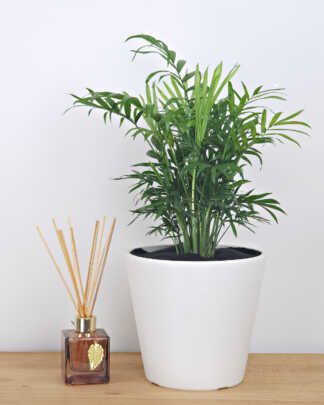 Bamboo Palm