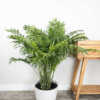Bamboo Palm