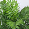 Bamboo Palm