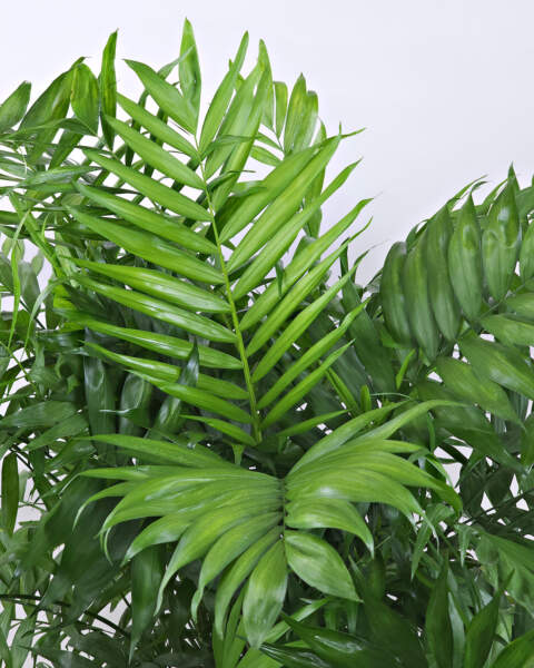 Foliage
