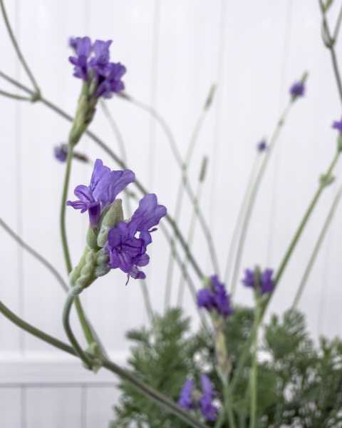 Flower 2 Flower 2