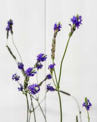 Bandula Lavendula