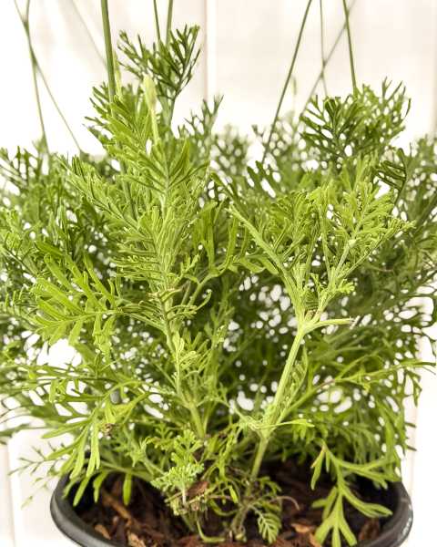 Foliage Foliage