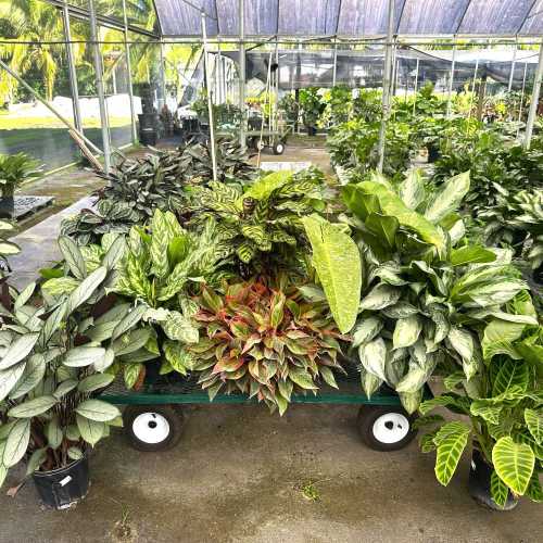 Banner Image 500x500