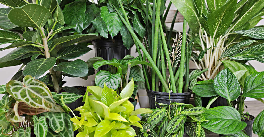 New Year New Plants The Trendiest Plants For 2024 PlantVine New Year New Plants The Trendiest Plants For 2024 PlantVine