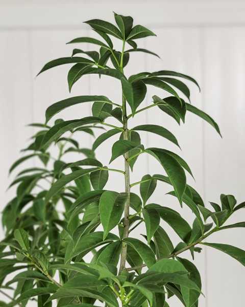Foliage Foliage
