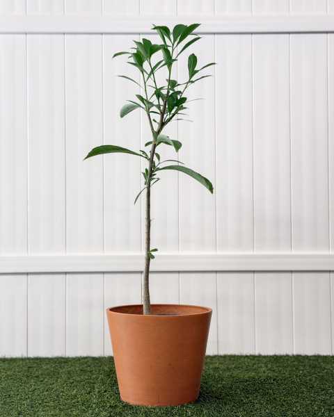 Large, Tree Large, Tree