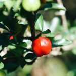 Barbados Cherry